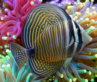 zebrasoma desjardini