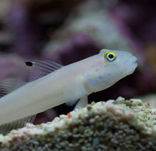 Valenciennea sexguttata