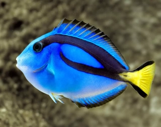 Paracanthurus hepatus