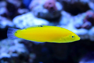 Halichoeres chrysus