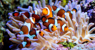 Amphiprion ocellaris 2-3cm