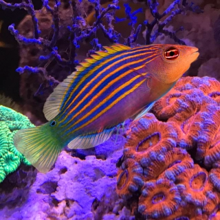 Pseudocheilinus hexataenia