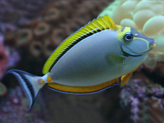 Naso elegans