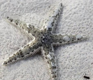 Archaster typicus