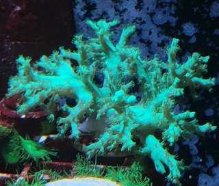 Sinularia neon green